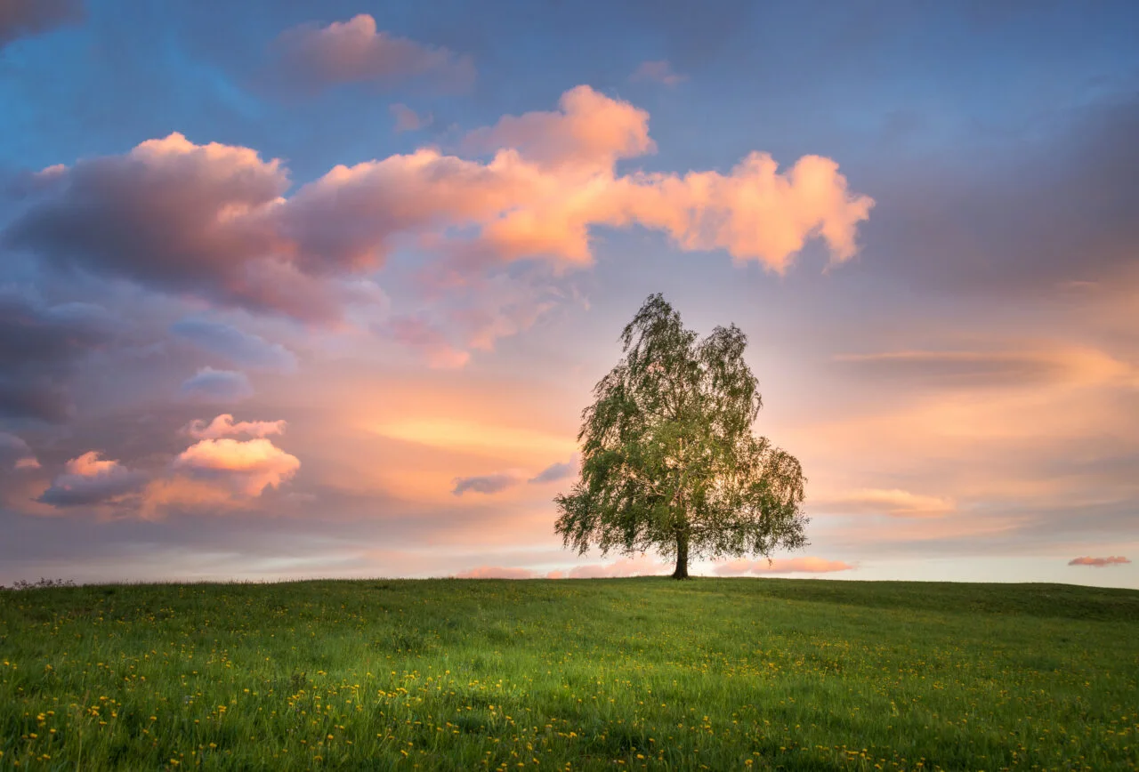 A single tree in a green meadow at sunset